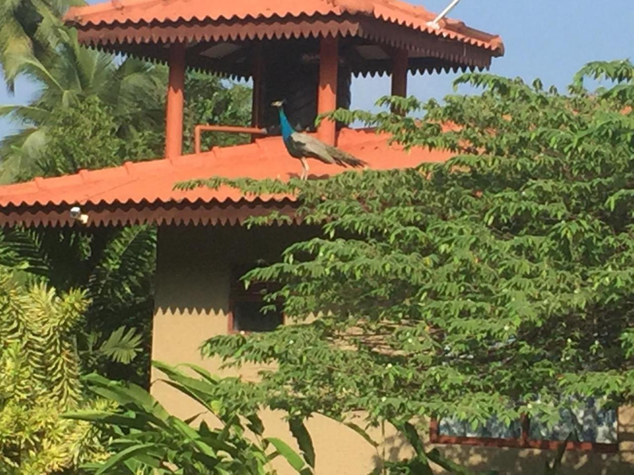 Mass Eco Cabana Yoga & Spa - Unawatuna Exterior foto